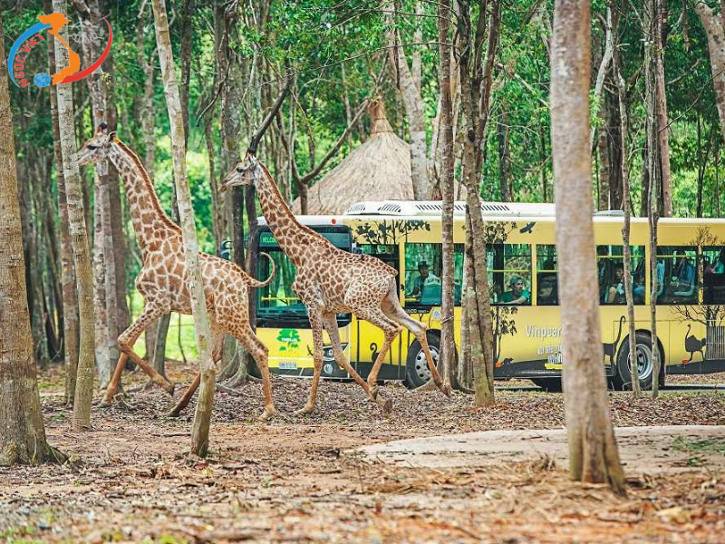 TOUR PHÚ QUỐC - VINWONDERS - SAFARI - GRAND WORLD - HÒN THƠM